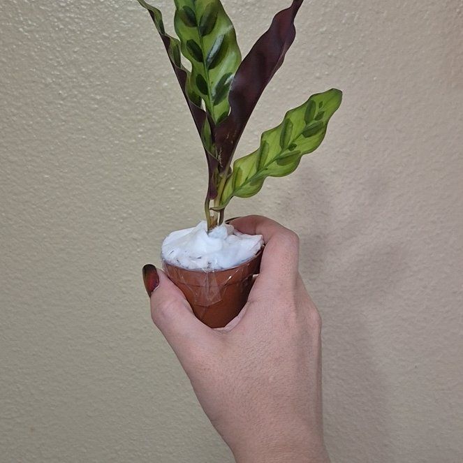 Photo of the plant species Rattlesnake Plant by @RestfulHopsage named Painted Leaves on Greg, the plant care app