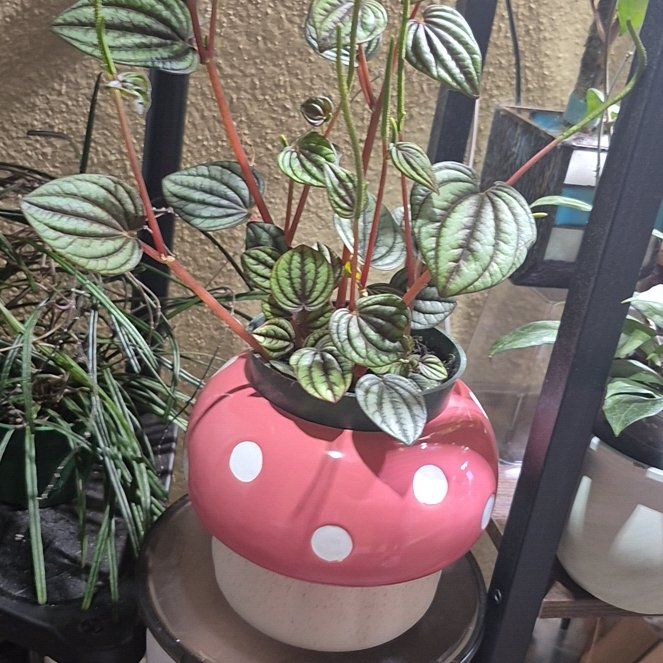 Photo of the plant species Peperomia piccolo banda by @RestfulHopsage named Piccolo on Greg, the plant care app