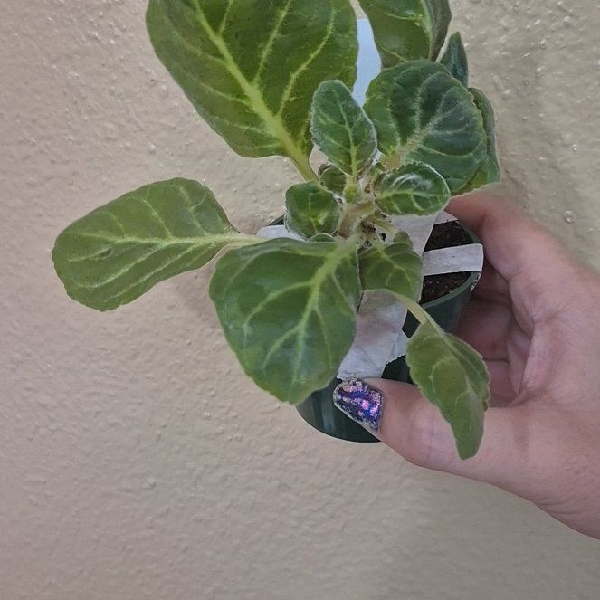 Photo of the plant species Florist's gloxinia by @RestfulHopsage named 'Sugar Plum' on Greg, the plant care app