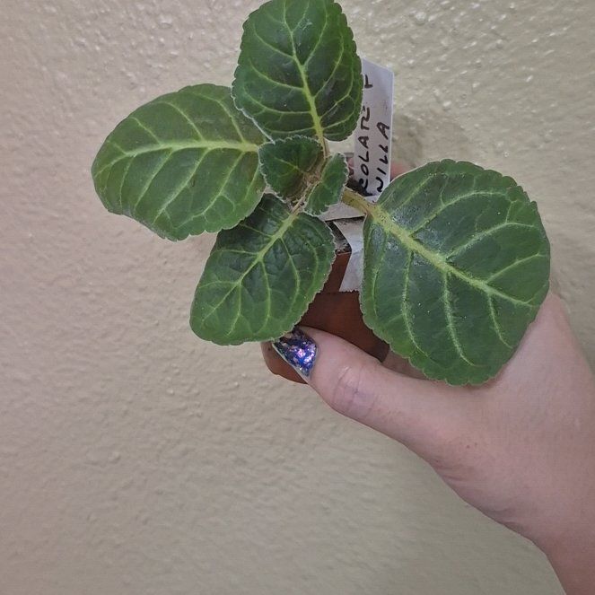 Photo of the plant species Florist's gloxinia by @RestfulHopsage named 'Chocolate and Vanilla' on Greg, the plant care app