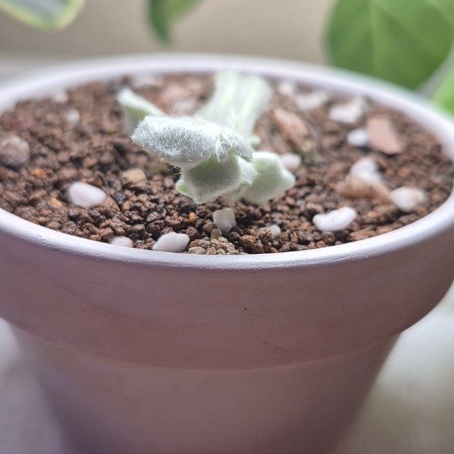 Photo of the plant species Brazilian Edelweiss by @RestfulHopsage named Orlando Bloom "Ori" on Greg, the plant care app