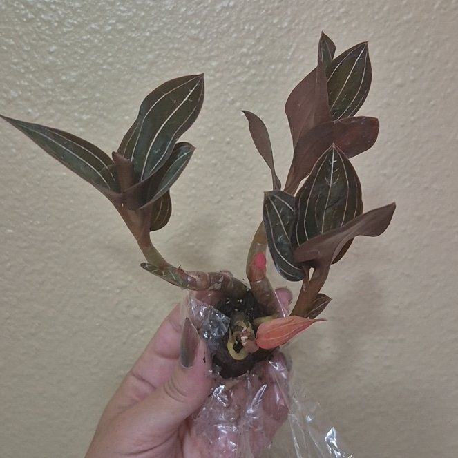 Photo of the plant species Sea Turtle Jewel Orchid by @RestfulHopsage named Sea Turtle Jewel on Greg, the plant care app