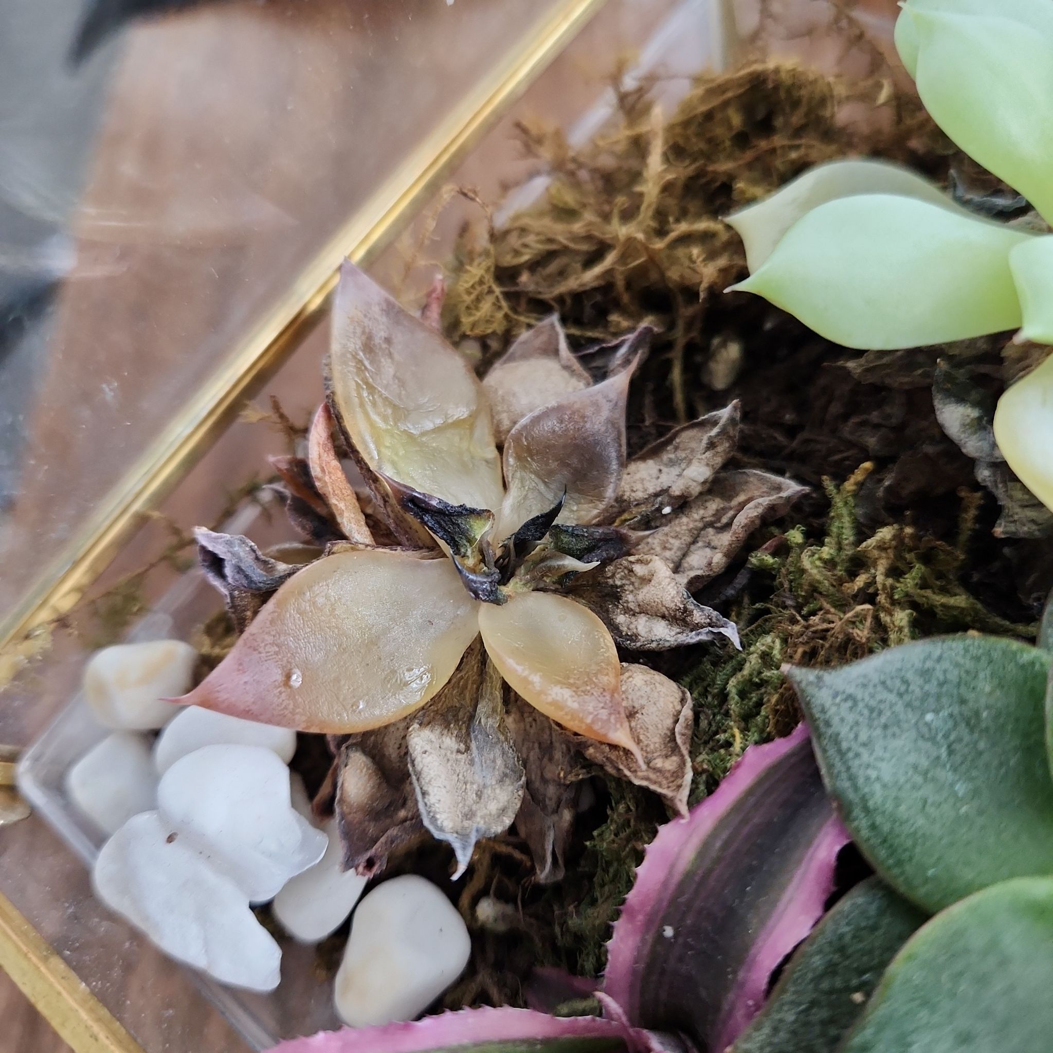 San Gabriel River Dudleya with significant leaf discoloration and wilting in a container with other plants.