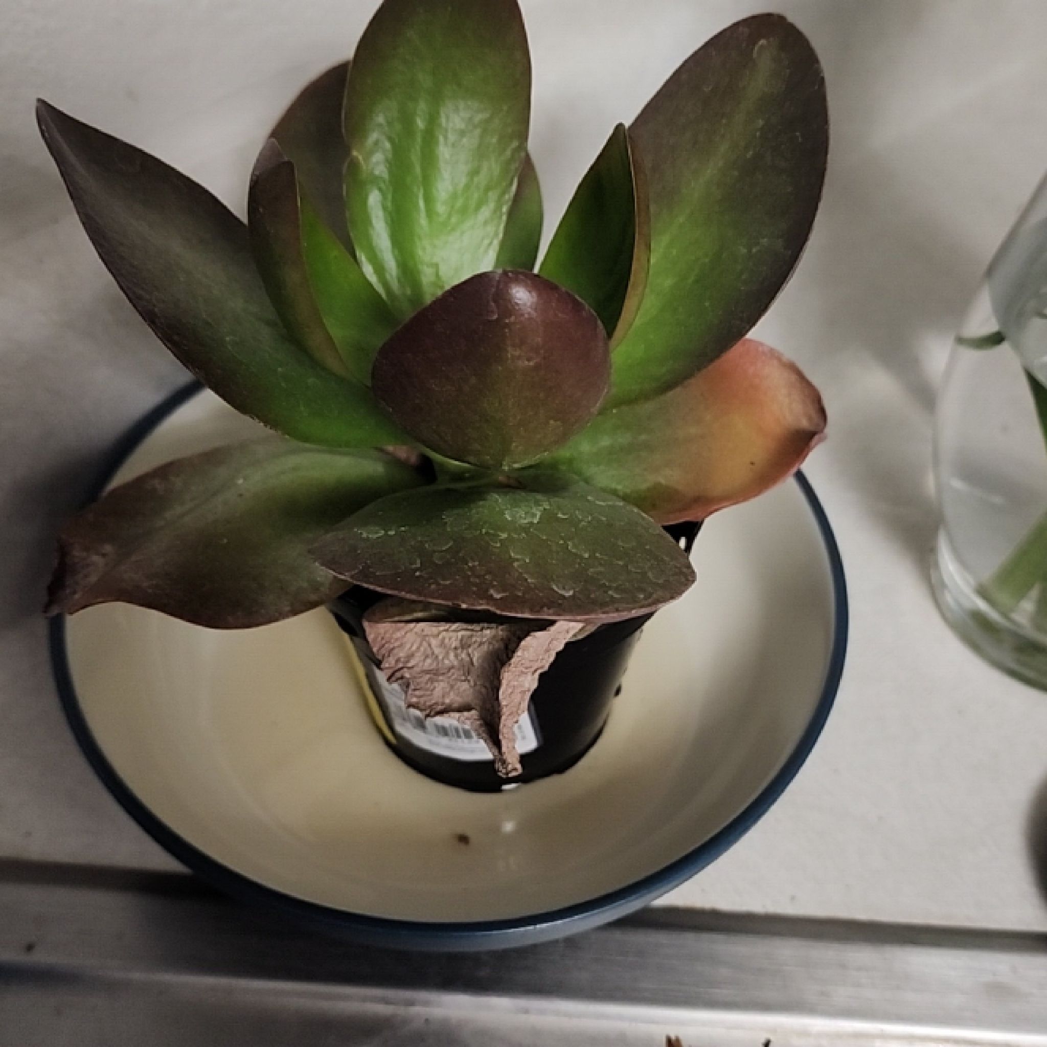 Kalanchoe 'Dragonfire' plant in a small pot with some browning leaves.