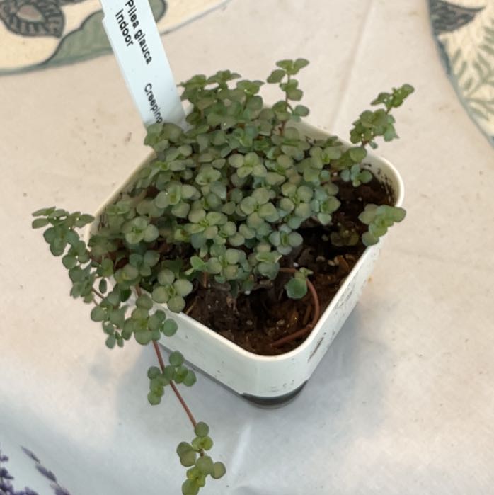 Photo of the plant species Formosan Creeping Fig by @RhapsodicSalsa named Sigmund on Greg, the plant care app