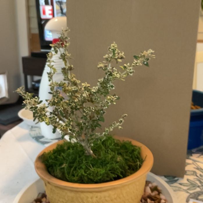 Photo of the plant species Pink Mountain Serissa by @RhapsodicSalsa named Fernie Mac on Greg, the plant care app