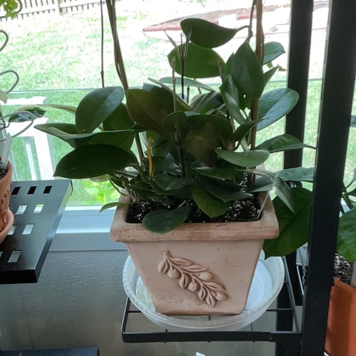 Photo of the plant species Stardust Hoya Carnosa by @RhapsodicSalsa named Nemo on Greg, the plant care app