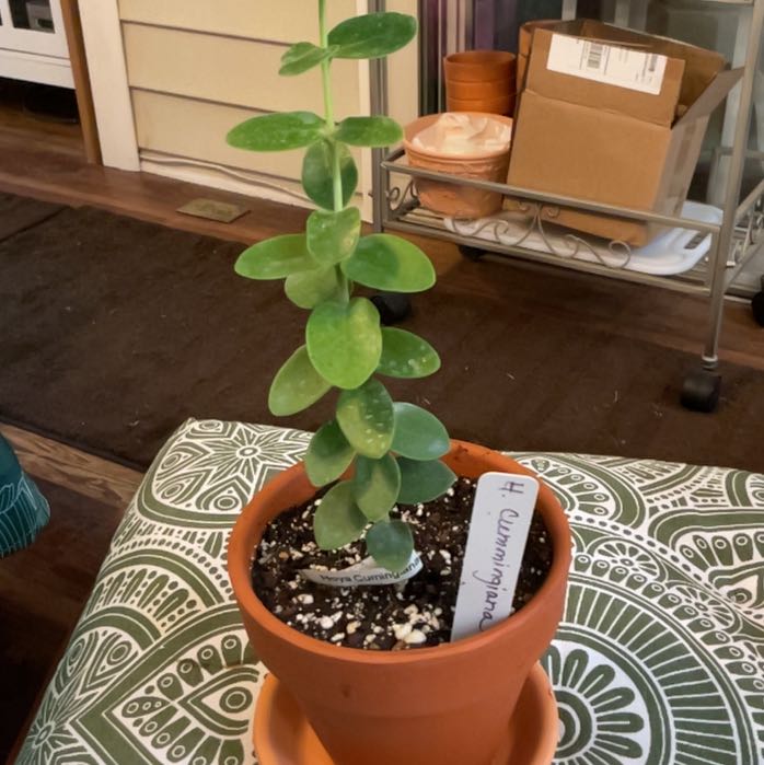 Photo of the plant species Hoya cummingiana sp. Bruno Purworejo by @RhapsodicSalsa named Hemingway on Greg, the plant care app