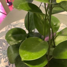 Photo of the plant species Hoya australis 'Bordvare' by @RhapsodicSalsa named Curie on Greg, the plant care app