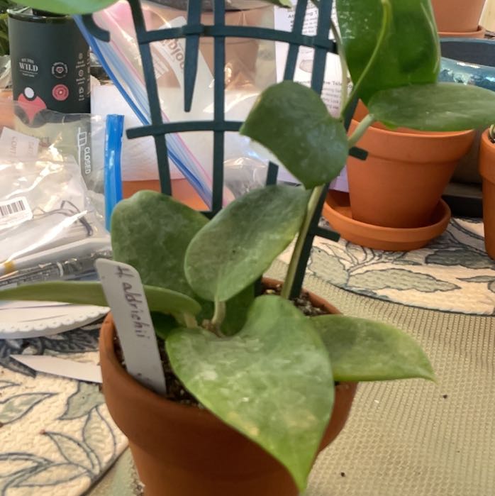 Photo of the plant species Hoya aldrichii by @RhapsodicSalsa named Keanu Leaves on Greg, the plant care app