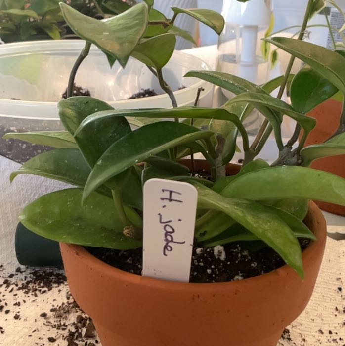 Photo of the plant species Hoya Jade by @RhapsodicSalsa named Pax on Greg, the plant care app