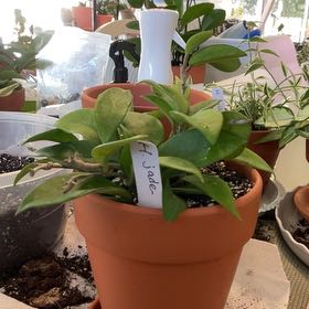 Photo of the plant species Hoya Jade by @RhapsodicSalsa named Beckham on Greg, the plant care app