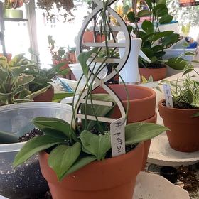 Photo of the plant species Hoya pottsii 'Khao Yai' by @RhapsodicSalsa named Tree Diddy on Greg, the plant care app