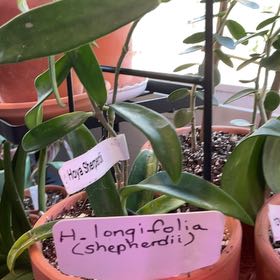 Photo of the plant species Long-Leaf Hoya by @RhapsodicSalsa named Cleopatra on Greg, the plant care app