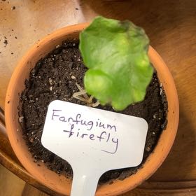 Photo of the plant species Variegated Leopard Plant by @RhapsodicSalsa named Fernie Mercury on Greg, the plant care app