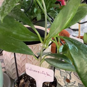 Photo of the plant species Hoya diversifolia by @RhapsodicSalsa named Mochi on Greg, the plant care app