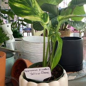 Photo of the plant species Epipremnum 'Sunburst' by @RhapsodicSalsa named Gregarious on Greg, the plant care app