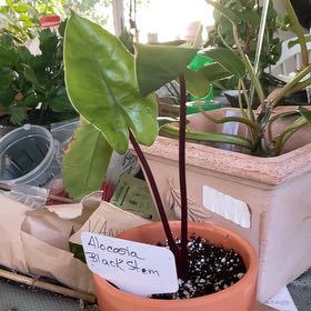 Photo of the plant species Alocasia Black Stem Variegated by @RhapsodicSalsa named Gregarious on Greg, the plant care app