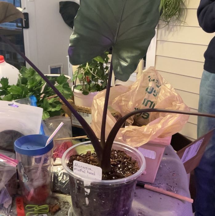 Photo of the plant species Alocasia Metalhead by @RhapsodicSalsa named Prince on Greg, the plant care app