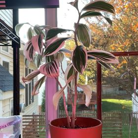 Photo of the plant species Variegated Spiral Ginger by @RhapsodicSalsa named Gates on Greg, the plant care app