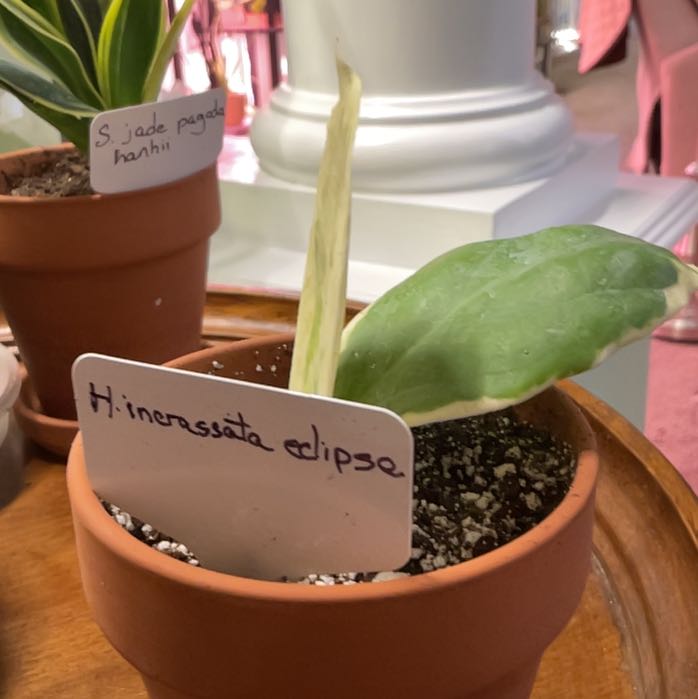 Photo of the plant species Hoya Eclipse by @RhapsodicSalsa named Madonna on Greg, the plant care app