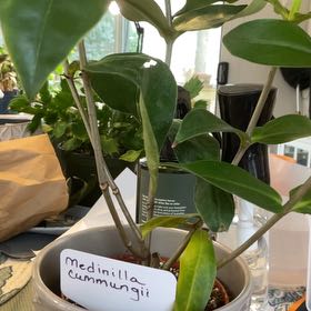 Photo of the plant species Medinilla by @RhapsodicSalsa named Tolkien on Greg, the plant care app