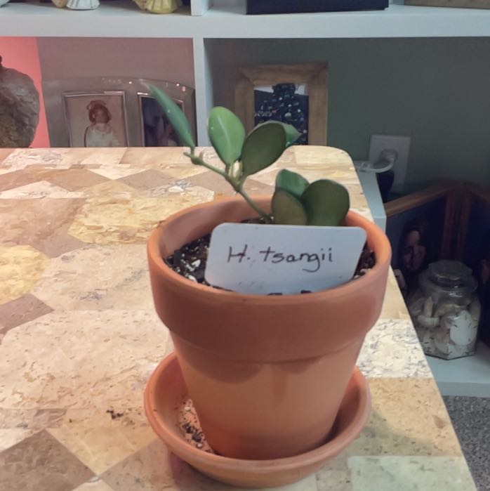 Photo of the plant species Tsangii Odetteae by @RhapsodicSalsa named Taylor Swift on Greg, the plant care app