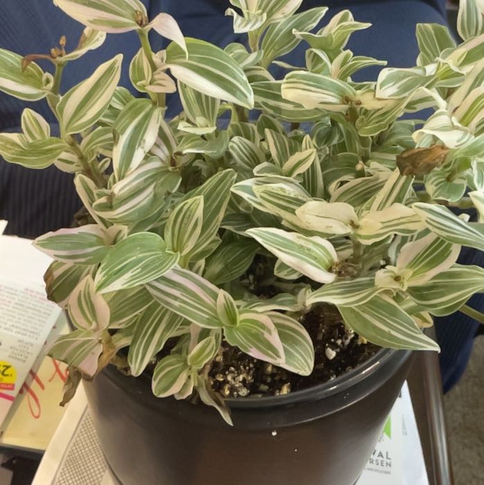 Photo of the plant species green and white tradescantia by @RhapsodicSalsa named Einstein on Greg, the plant care app