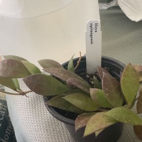 Photo of the plant species Hoya sipitangensis by @RhapsodicSalsa named Kylie on Greg, the plant care app