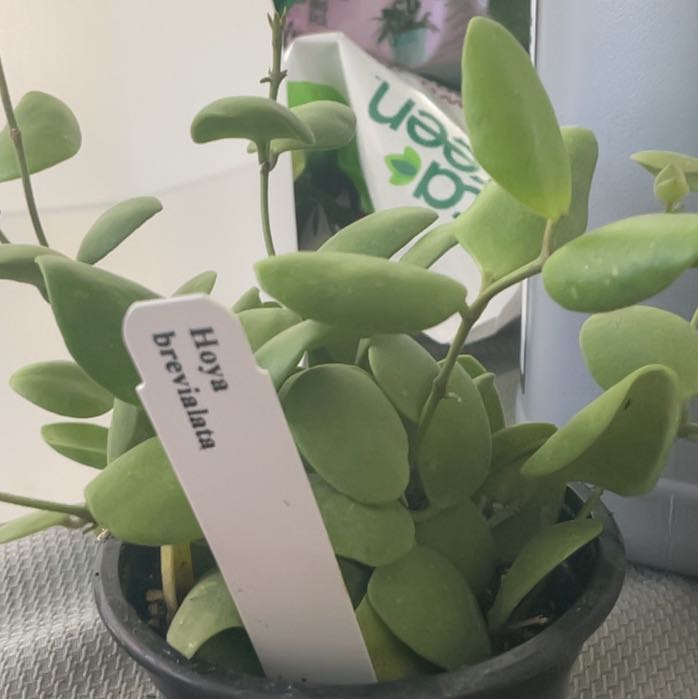 Photo of the plant species Hoya brevialata by @RhapsodicSalsa named Austen on Greg, the plant care app