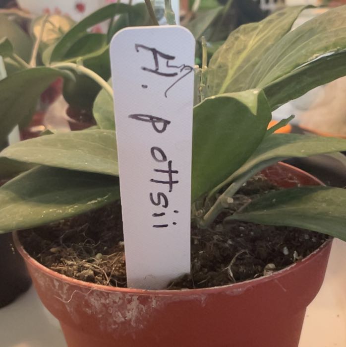 Photo of the plant species hoya potsii by @RhapsodicSalsa named Mochi on Greg, the plant care app