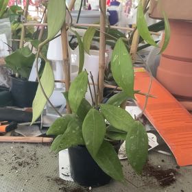 Photo of the plant species Hoya erythrostemma 'Shocking Pink' by @RhapsodicSalsa named Huckleberry Fern on Greg, the plant care app