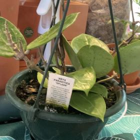 Photo of the plant species Hoya parasitica Splash by @RhapsodicSalsa named Wall-E on Greg, the plant care app