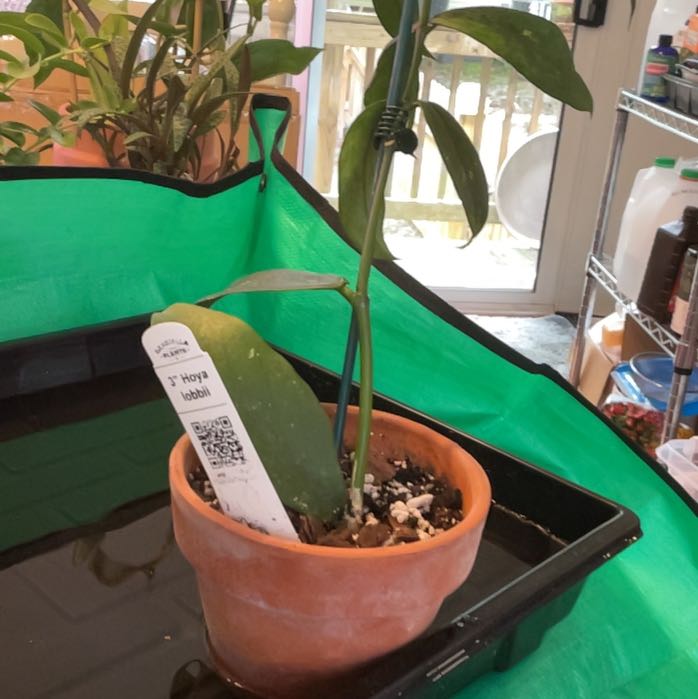 Photo of the plant species Hoya lobbii by @RhapsodicSalsa named Xena on Greg, the plant care app