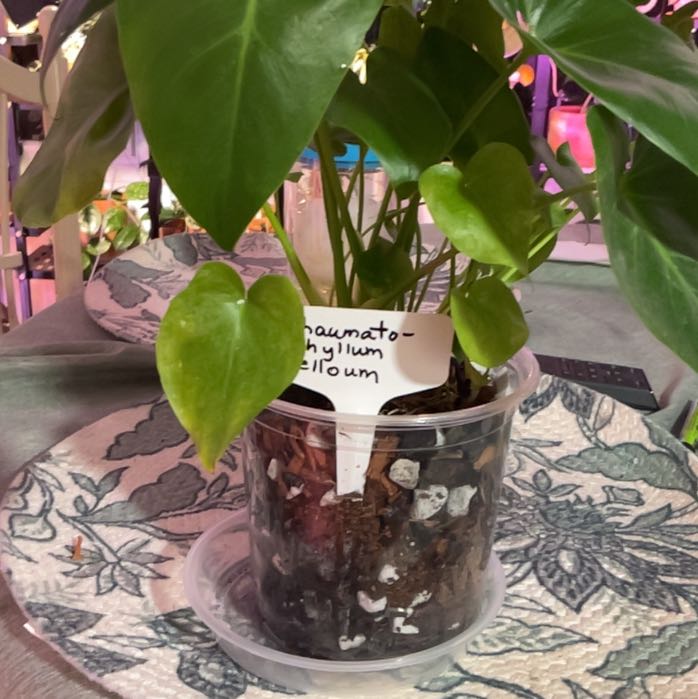 Photo of the plant species Philodendron selloum 'Golden' by @RhapsodicSalsa named Figyonce on Greg, the plant care app