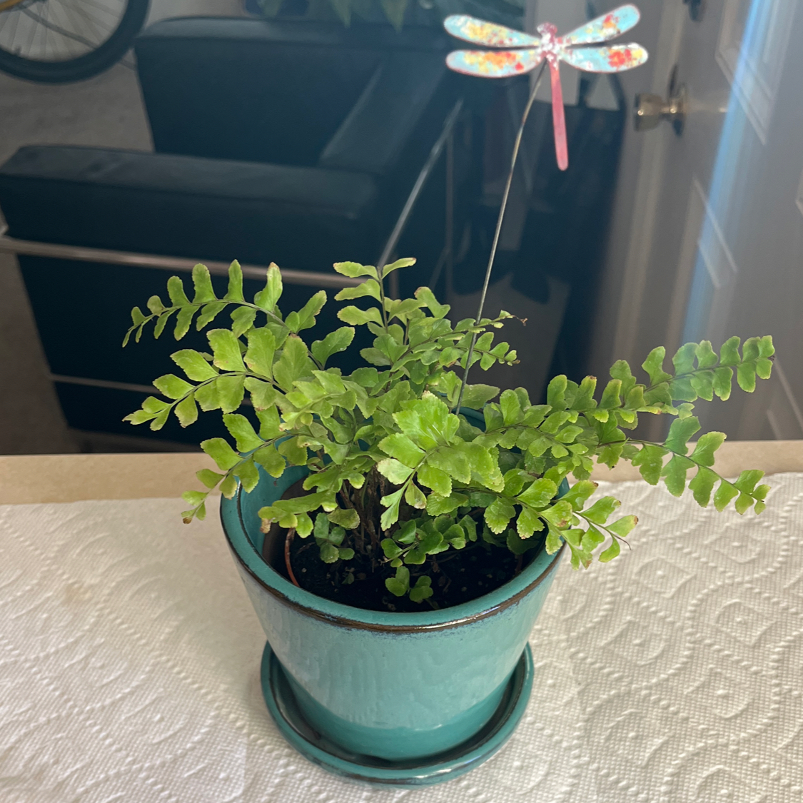 Photo of the plant species Mahogany Fern by @SweetNoognug named Aurora on Greg, the plant care app