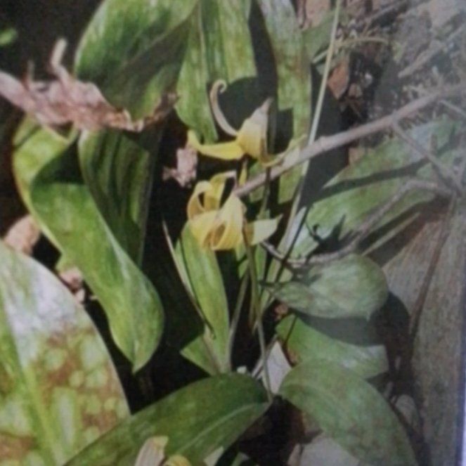 Photo of the plant species Amberbell by @ExecStephanotis named Osmo on Greg, the plant care app