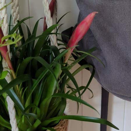 Photo of the plant species Flaming Sword by @SoulfulAjídulce named Elina on Greg, the plant care app