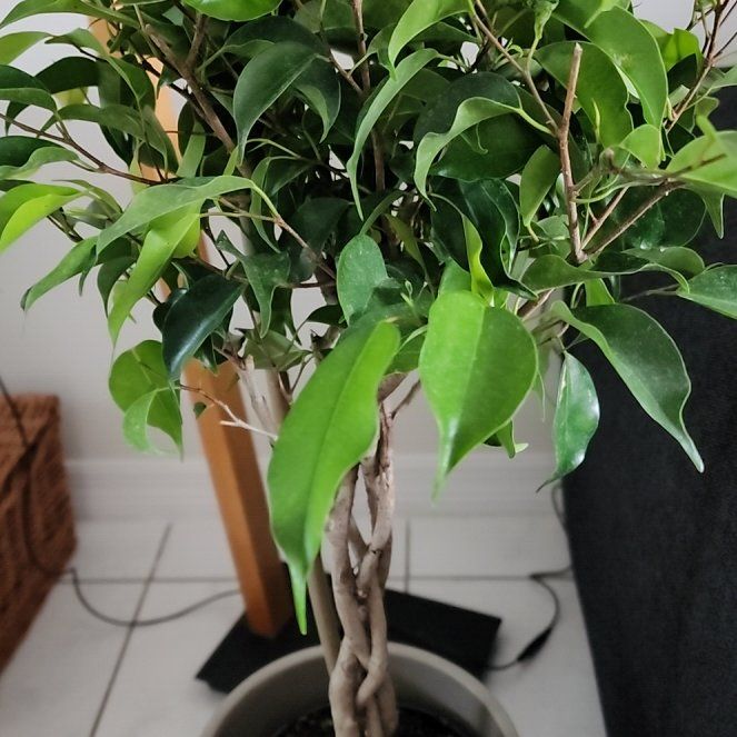 Photo of the plant species Exotica Weeping FIg by @ZealfulMint named Remington on Greg, the plant care app