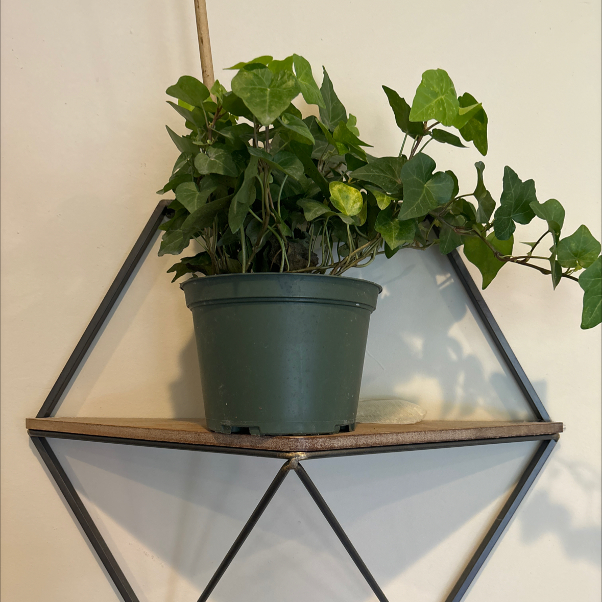 Photo of the plant species Baltic Ivy by @PerkyPineapple named Keanu Leaves on Greg, the plant care app