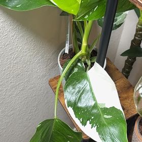 Photo of the plant species Philodendron Hybrid by @RightfulKeylime named Dax on Greg, the plant care app