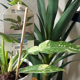 Photo of the plant species Philodendron Hybrid by @RightfulKeylime named Daphne on Greg, the plant care app
