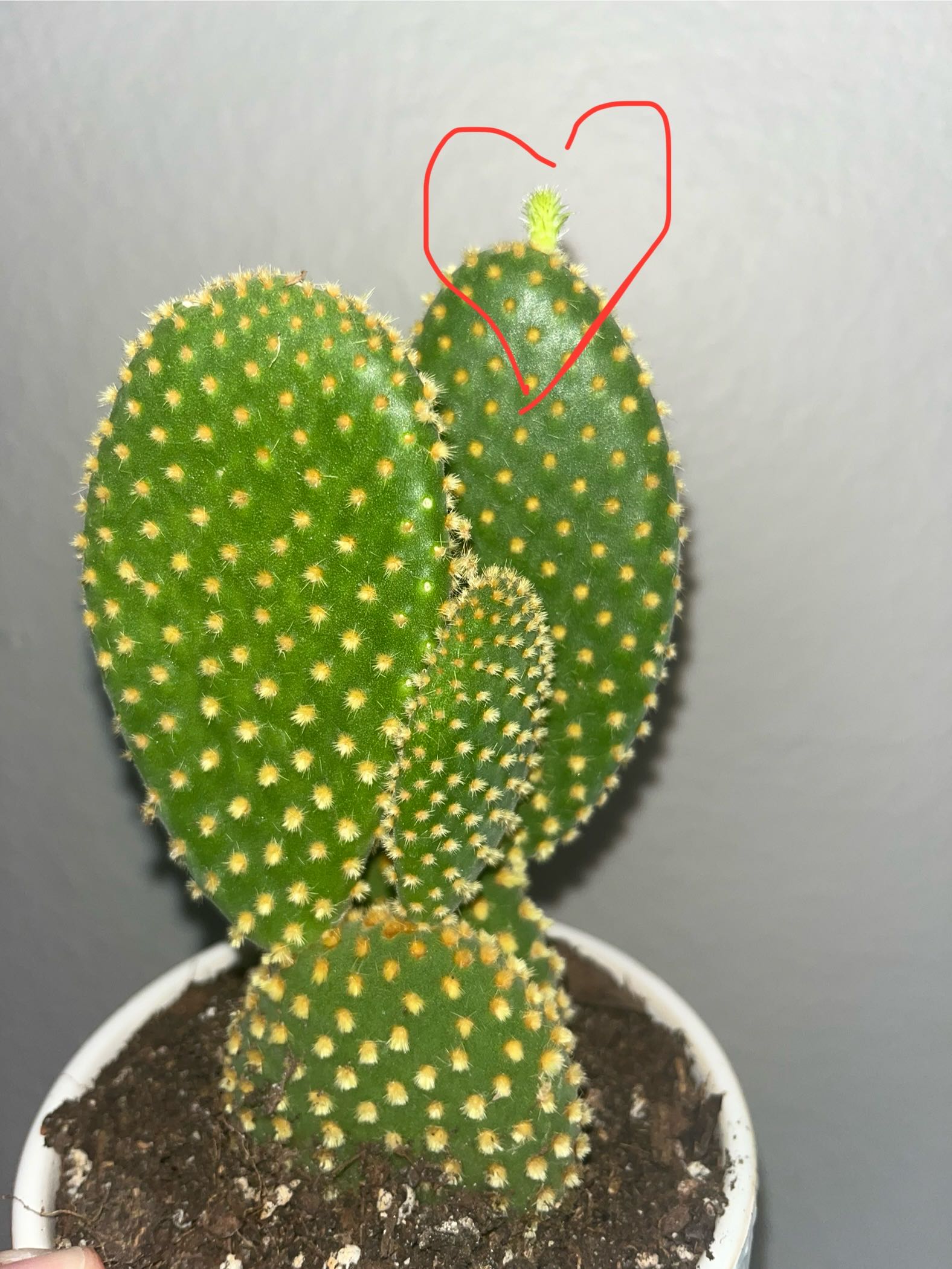 🐰 Why Are There Brown Spots on My Crazy Bunny Ears Leaves?