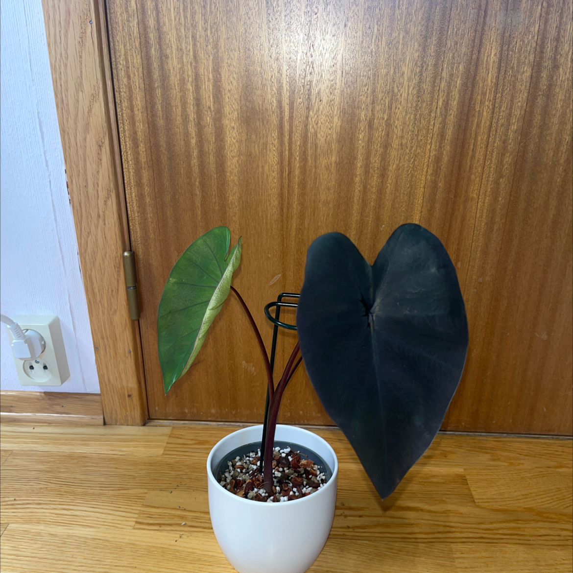 Photo of the plant species Colocasia Black Sapphire Gecko by @TopnotchShallot named Taylor Swift on Greg, the plant care app