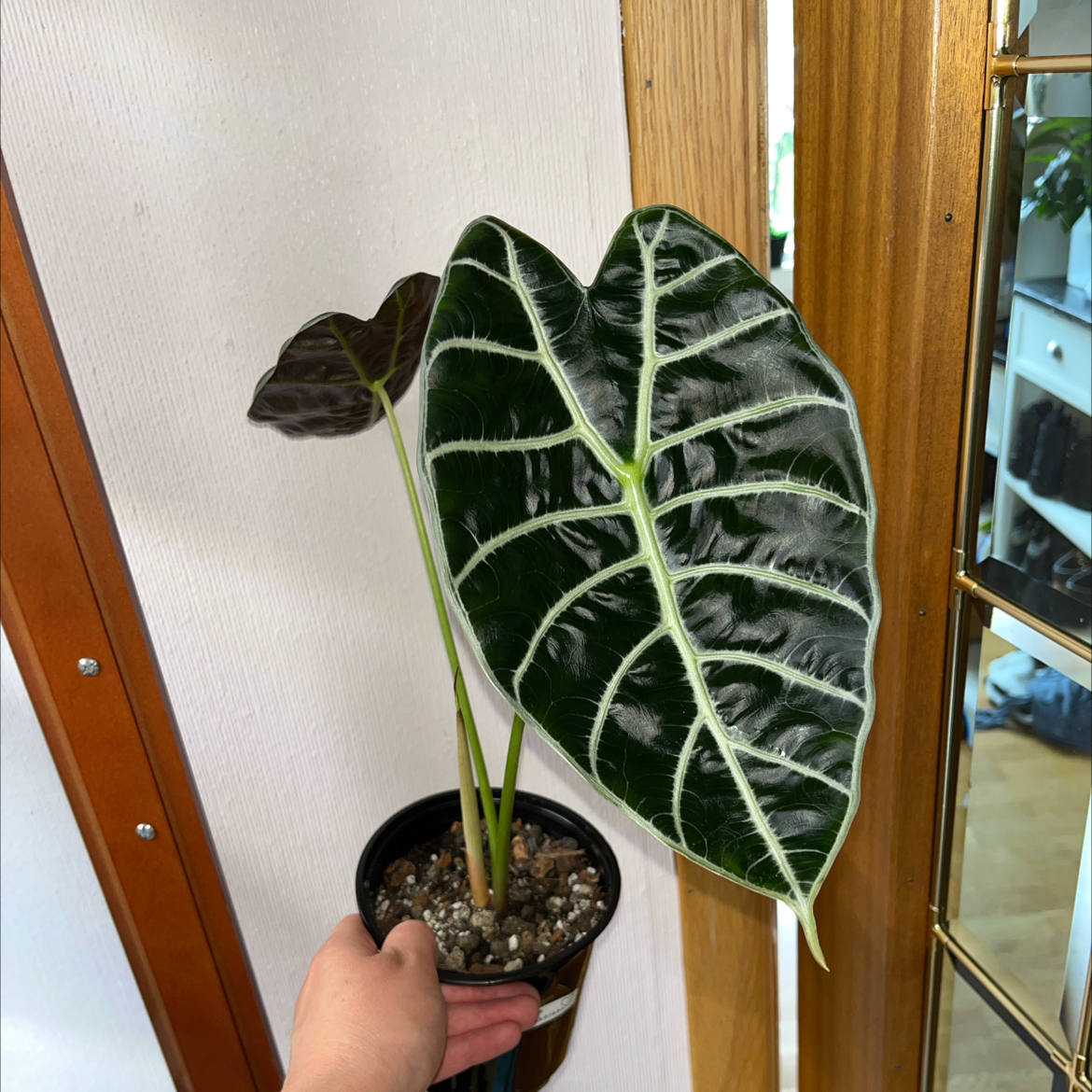 Photo of the plant species Alocasia Suhirmaniana by @TopnotchShallot named Alocasia Suhirmaniana on Greg, the plant care app