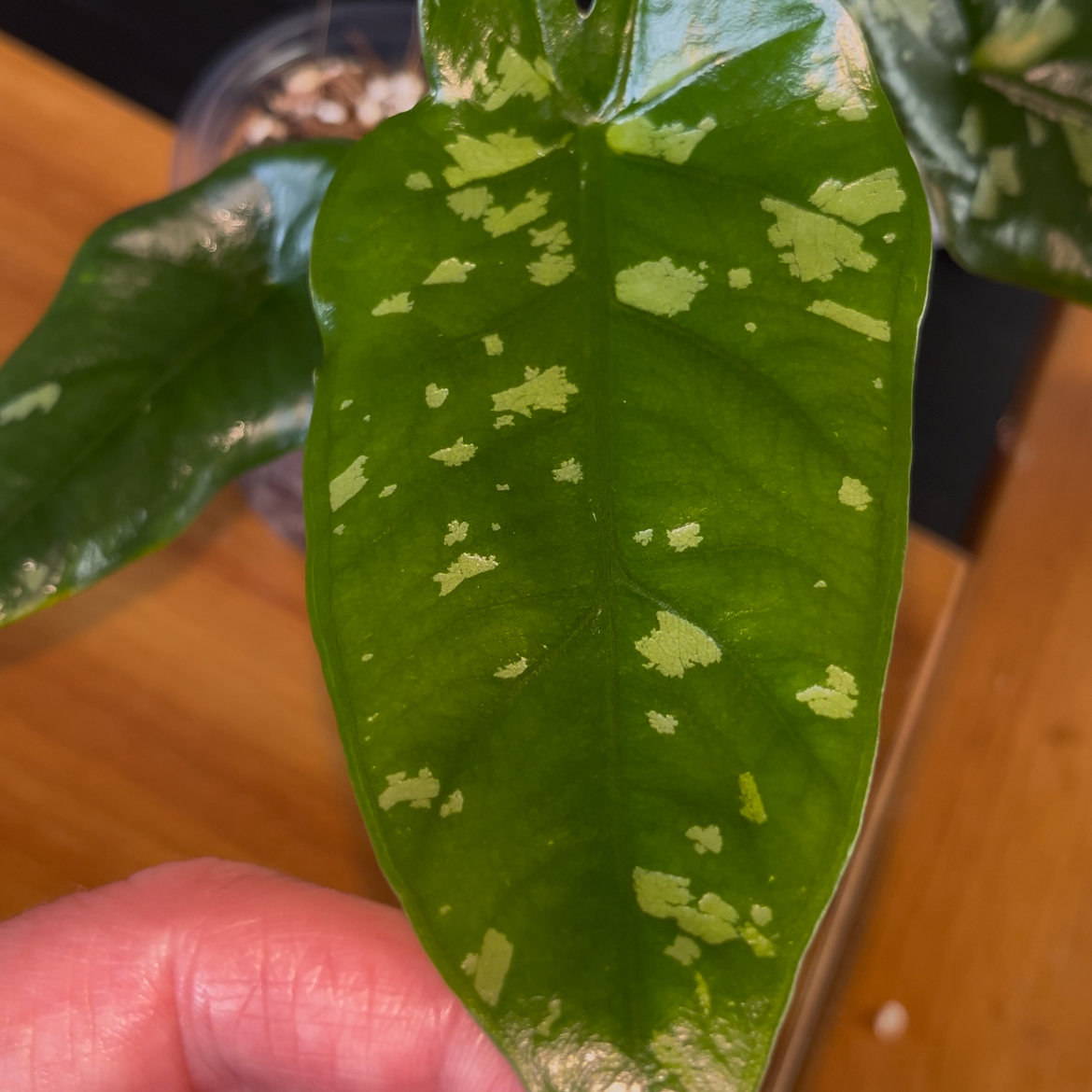 Photo of the plant species Alocasia Shattered Glass by @TopnotchShallot named Alocasia Shattered Glass on Greg, the plant care app