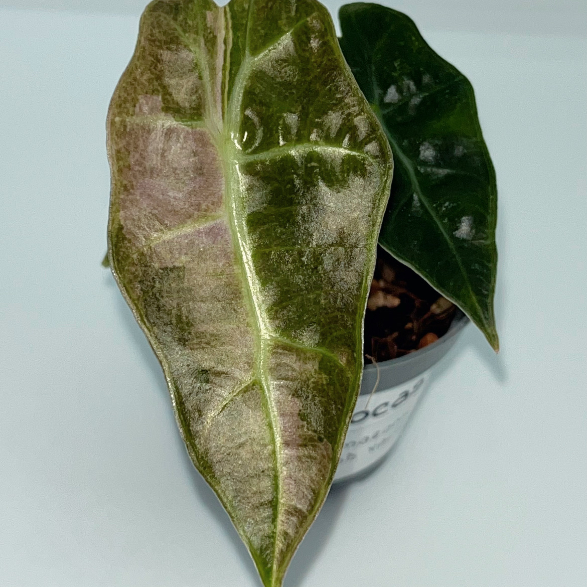 Photo of the plant species Alocasia Amazonica Splash Variegata by @TopnotchShallot named Alocasia Amazonica Splash on Greg, the plant care app