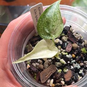 Photo of the plant species Alocasia cucullata 'Mint' by @TopnotchShallot named Alocasia Cucullata Albo Splash on Greg, the plant care app