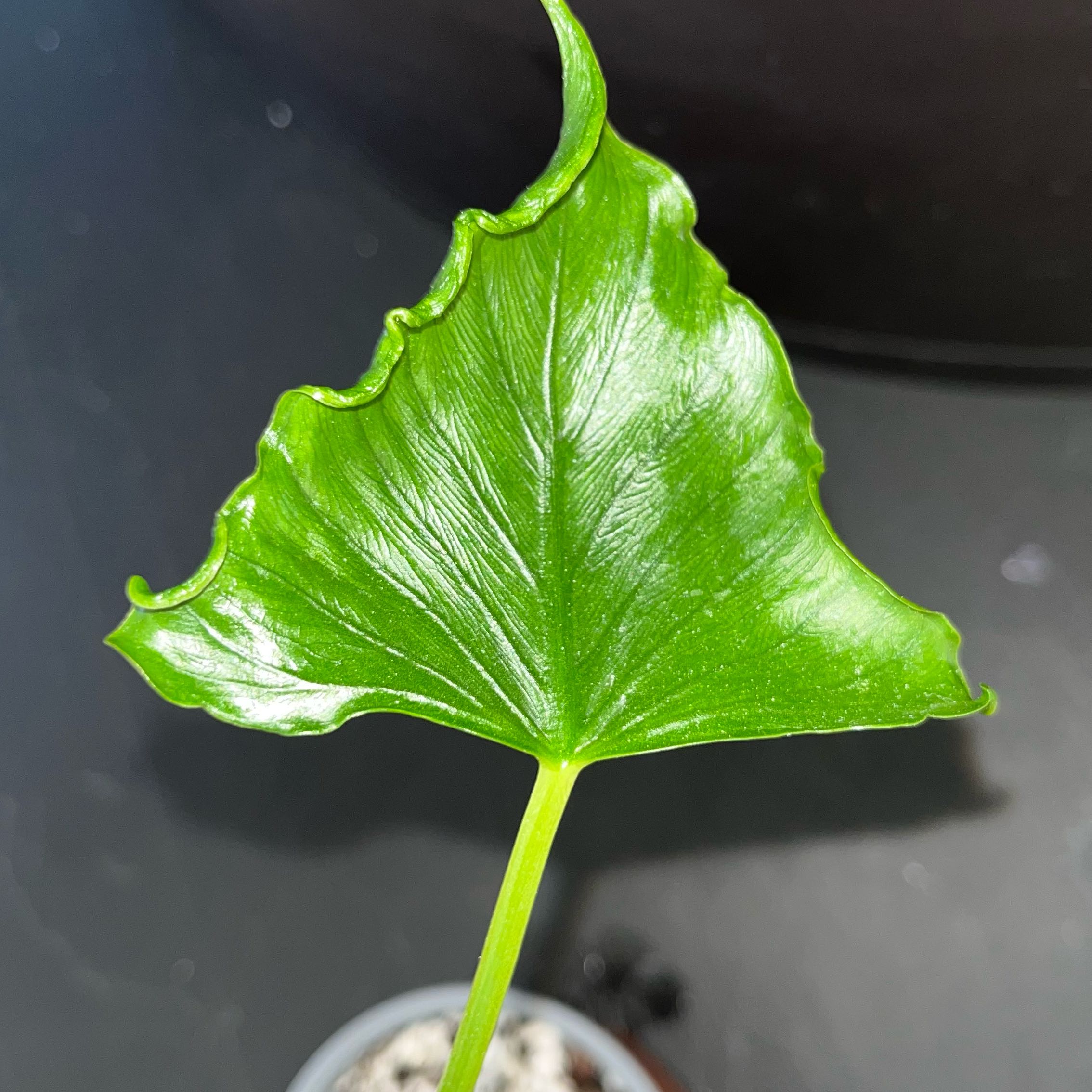 Photo of the plant species Alocasia Triangularis by @TopnotchShallot named Alocasia Triangularis on Greg, the plant care app