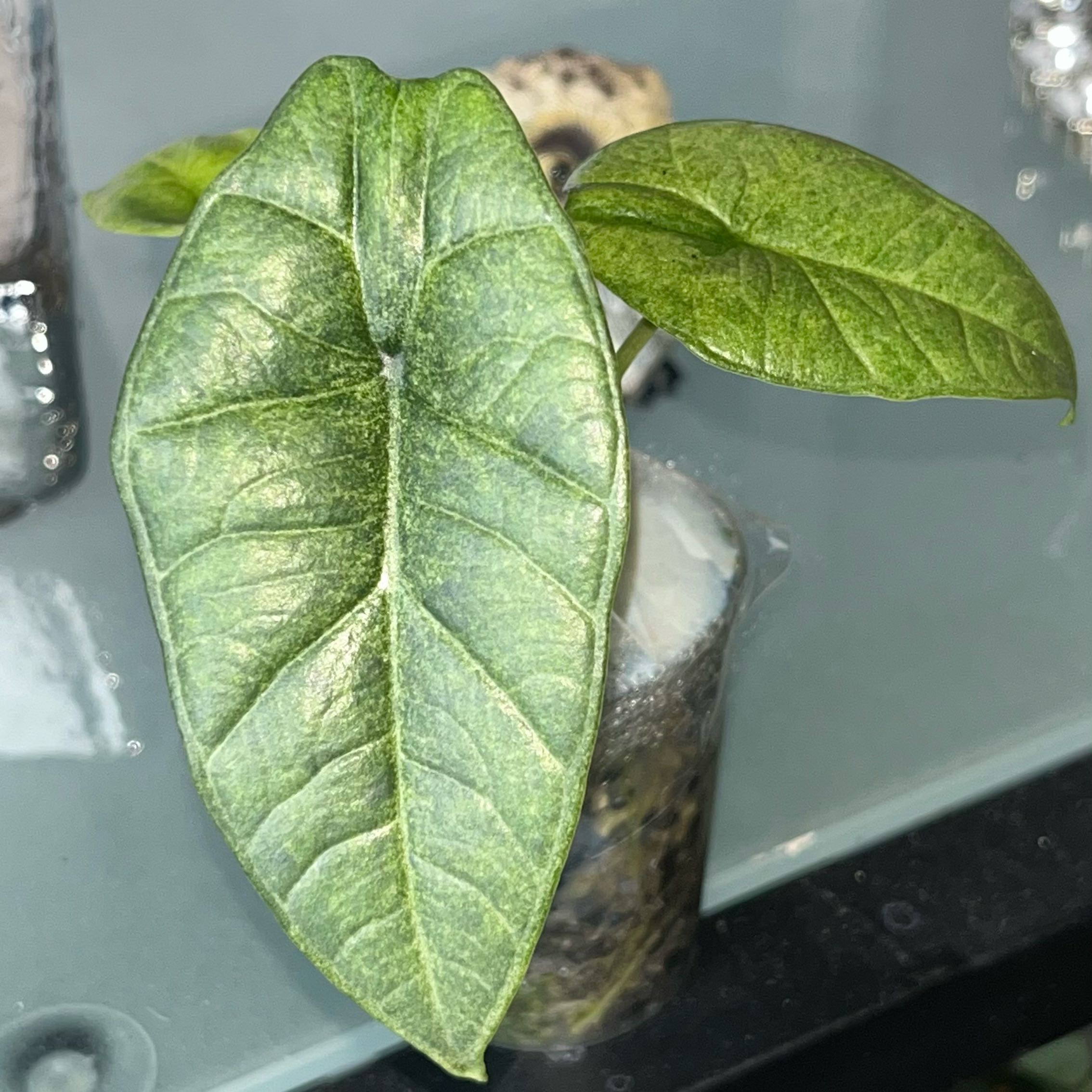 The Complete Alocasia Bisma Platinum Mint Plant Care Guide: Water